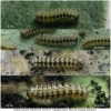melit phoebe larva2 volg3